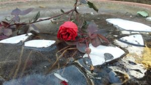 neve-rosa