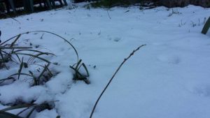 neve3